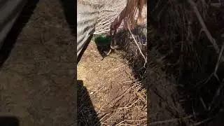 First Gopher Snake - 2021 off to a good start