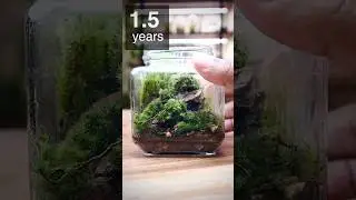 Moss Terrarium after 1.5 years (original build video link above this caption)