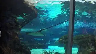 Underwater Tunnel - Toronto Ripley's Aquarium of Canada - 2022