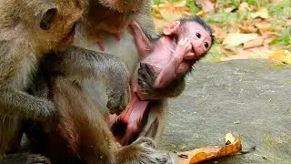 The Gorgeous newborn of monkey Nanda wanna moving from mom hand | @BuBuMonkeyTV