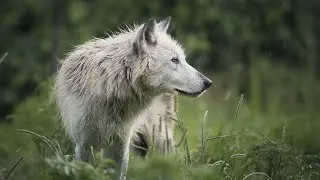 Wolves In The Storm