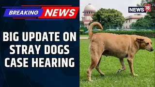 'For Every Dog-Bite, We Are Likely To...': Supreme Court's Big Remark In Stray Dogs Case | News18