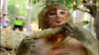 OMG Sweetpea..! It not food for you-Why monkey Sweetpea hungry wood like this
