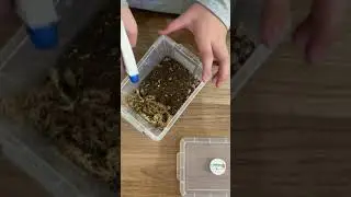How to care: Japanese Magic Potion Isopod