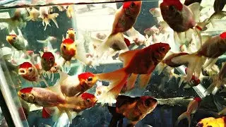 GALIFF STREET FISH MARKET KOLKATA CHEAPEST AQUARIUM FISH SELLER 2019