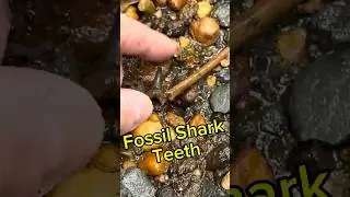 Fossil Shark Teeth Of The New Jersey Cretaceous! #fossilhunting #fossils