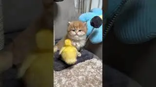 Kitten and duckling funny #kitten #cats #cuteness #virals #ducklings