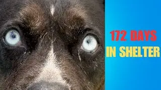 No One Wants The Dog With The SCARY Eyes - But Here's The Truth…