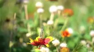 A close up shot of a vibrant flower gently cradling a butterfly Stock Footage