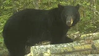 Surprising Facts about Scent and Wind Direction in Bear Hunting