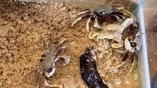 FEEDING My PET Ghost Crab Live CRABS  | Ghost crab VS moon crab