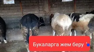 Бордакы букаларга жем беру##малбордақылау#бука бордакылау##откорм