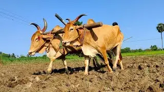Country Bullock ploughing | pattikonda seema bulls