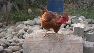 Cobra neck | Naked Neck chicken