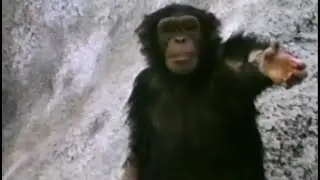 1998 Animal Planet Commercial - U.S. Television (4:3)