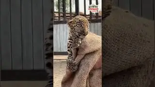 बिबट बछडा | हिवरे तर्फे नारायणगाव, जुन्नर | #leopard #junnar #wildanimals #leopardvideo #bibtya