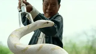 The Mystery of the Snake: A Golden Snake as a God, a Terrifying Hunt for the Hunter