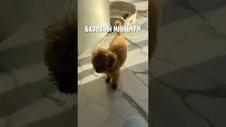Почему это так важно рассказала в нашем тг , ссылка в шапке профиля 🥹 #dog #собака #puppy #собаки
