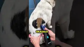 Nawet Właściciel O Tym Nie Wiedział!🧐🐶