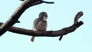 Northern Pygmy Owl calling