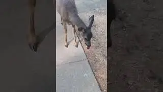 Pregnant Deer at Front door enjoying sweet-potato 🍠 #deer #animals