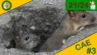 CAE | ÉPISODE 3 | COMMENT SE DÉBARRASSER DES RATS !