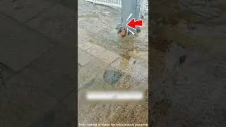 Кошка-мать приютила одинокого котенка🥺 #спасениеживотных #трогательно