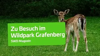 Wildpark Grafenberg | Stadtwerke D&uuml;sseldorf