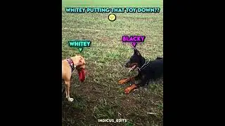 Who Let The Dog Bark 💀... #trollface