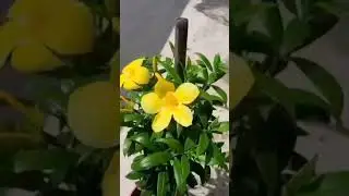#flowers #garden #terrace #colors #colourful #plants #gardening #shorts