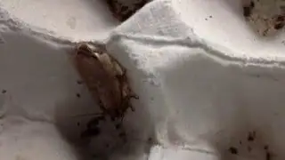 Wood Roaches babies (woodies) | Grow Your Own