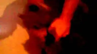 Bear attacking an oranutang