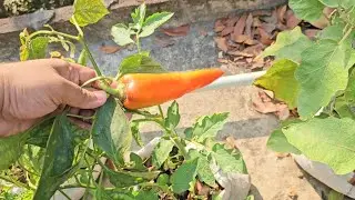 আম্মার এ বছরের ছাদ বাগান | নরসিংদী ২০২৫ | Landloper Shoishob 🌿