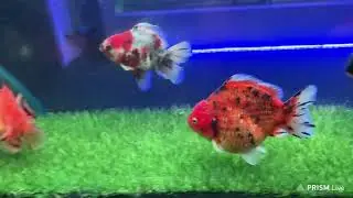 Welcome live bid goldfish