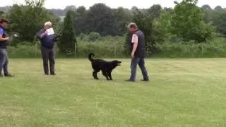 Thomas mit Cira vom Wilhelmshof (Hovawart) Obedience Klasse 3