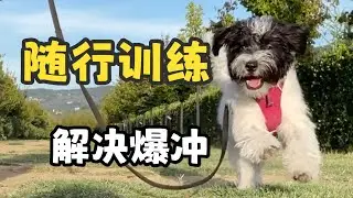 狗狗爆冲怎么办？4分钟教你从根源改善爆冲！#随行训练 #狗狗 #dog training #behavior #pets  #训犬