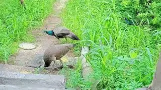 Peacock 🦚 Peahen 🦆 Mangoos 🦔 Masti #birds garden #video