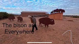 BISON EVERYWHERE