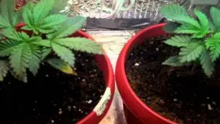 kidkush veg box complete n grow box