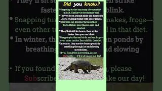 Crazy Snapping Turtle Facts That Sound Fake But Are 100% True