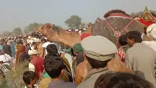 camel 🐫 dangal 2022mela.videocamel ,shakir village volgs