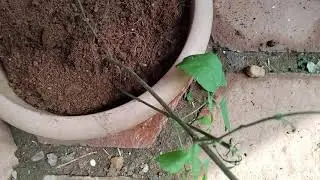 ഈ ചെടി Flame Vine (Pyrostegia venusta) ആണെന്ന് തോന്നുന്നു