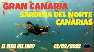 Sardina del Norte (Gran Canaria) - El Veril del Faro - (07-02-2022) - Buceo MiraFondos