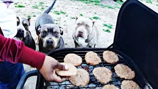 How you should  cook chicken,  turkey burgers, and Lamb Chops on the grill easy