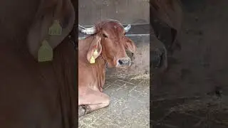GIR COW #viral #cow #gircow #shorts