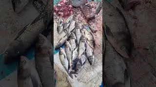 BRIGET FISH CUTTING SKILLS/Arunsaroj #shortvideo #fishing #shorts #trending #short #free #funny