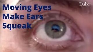 Moving Eyes Make the Ears Squeak