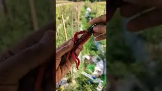 Harvesting chili peppers - Live Agriculture #Farming #Agriculture