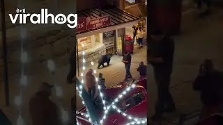 Bear Goes Rummaging Through Downtown Gatlinburg || ViralHog