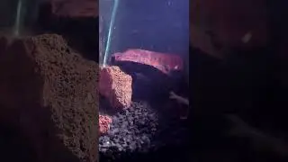 #vidamarina #acuario #pezcebra